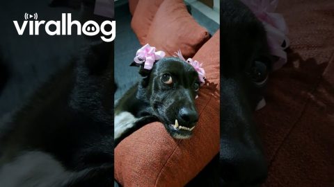 Dog Tries Her Hardest To Look Pretty || ViralHog