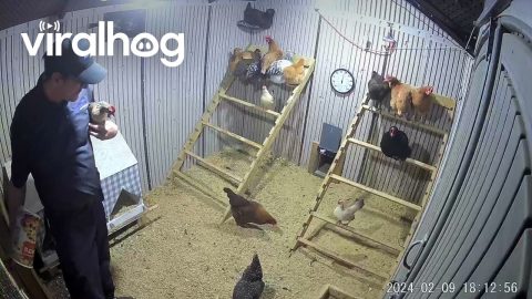 Three Affectionate Chickens || ViralHog