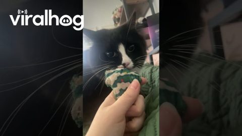 Tuxedo Cat Plays Early Morning Fetch || ViralHog