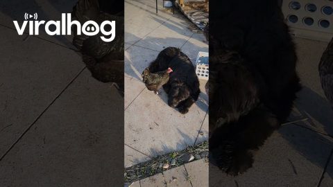 Broody Chickens Pester Patient Newfoundland Dogs || ViralHog