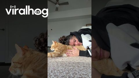 Cat Isn't in the Mood for Cuddles || ViralHog