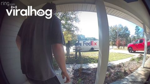 Chihuahua Chases After FedEx Driver || ViralHog