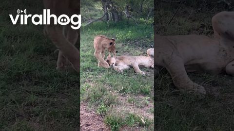 Lioness Plays With Cub || ViralHog