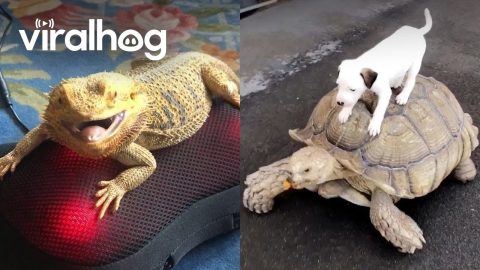 The Funniest Reptile Encounters || ViralHog