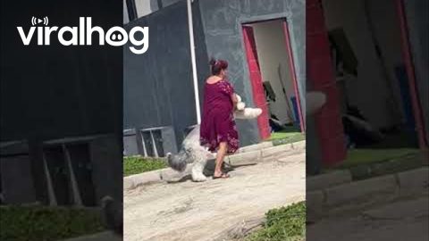 Dog Sitter Caught Bringing Escaped Dog Home || ViralHog