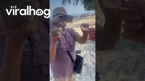 Loris Adorably Takes Cash || ViralHog