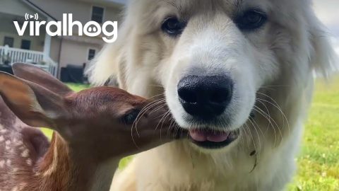 Deer Suckles On Dog's Jowls || ViralHog