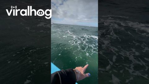 Whale Rides The Waves For More Love || ViralHog