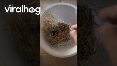 Baby Birds Rescued From Fallen Nest | ViralHog