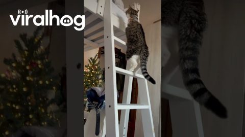 Recovering Three Legged Cat Climbs Bed Ladder After Surgery || ViralHog