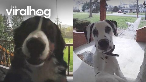 Animals Caught Ringing Doorbells || ViralHog