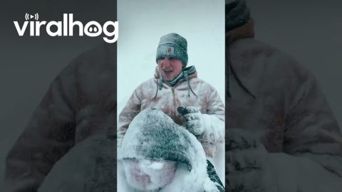 Tandem Sled Frosts Lashes In Snow || ViralHog