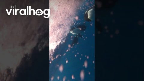 Orcas Swim Alongside Boat || ViralHog