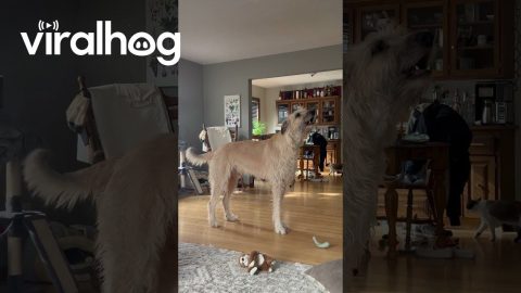 Dramatic Doggo Howls for Attention || ViralHog