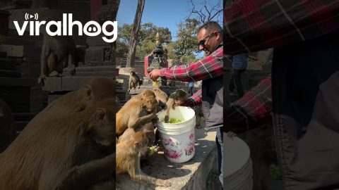 Man Feeds Monkeys a Bucket Full of Grapes || ViralHog