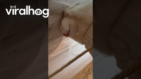 Cat Sleeps On Radiator || ViralHog