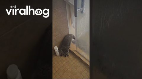 When Your Pet Raccoon Visits You in the Shower || ViralHog