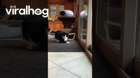 Gina The Cat Gets A Surprise Attack || ViralHog