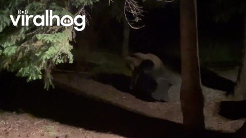 Grizzly Tries To Open The Trash || ViralHog