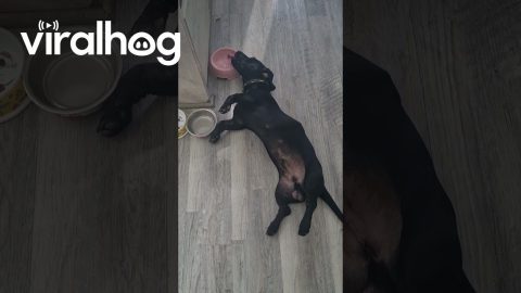 Tired Dog Lies Down to Drink Water || ViralHog
