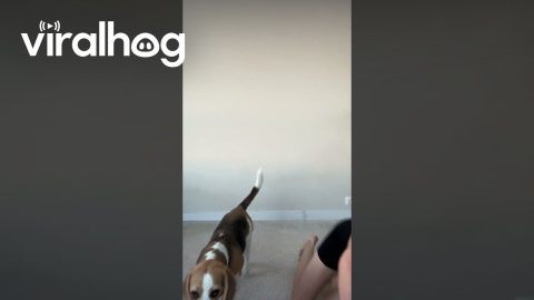 Beagle Does Handstands With Owner || ViralHog