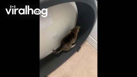 Cat Needs Moral Support || ViralHog