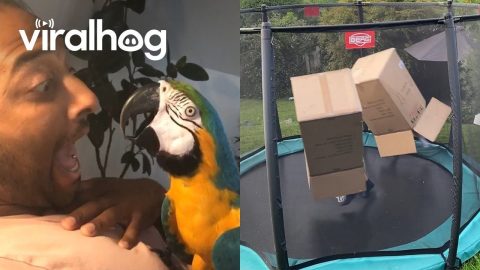 Hilarious Moments Caught on Camera || ViralHog