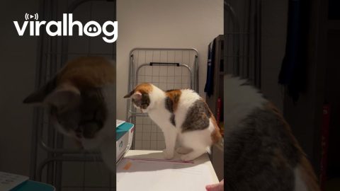 Cat Syncs With Printer || ViralHog