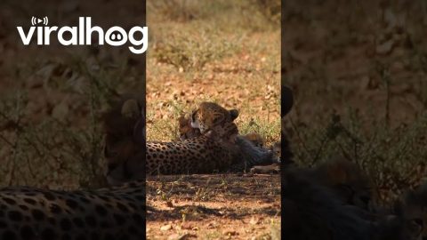 Cheetah Mom Tenderly Grooms Her Tiny Cubs || ViralHog
