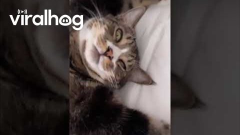 Cat Lays On His Back Exposing His Belly || ViralHog