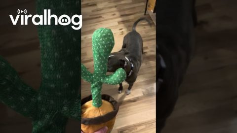 Nervous Pitty Confronts Talking Cactus Toy || ViralHog
