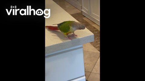 Parrot Pushes Coffee Mug Off Counter || ViralHog