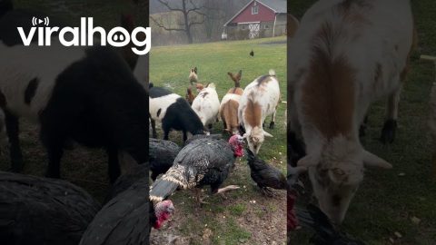 Farm Animal Meeting Could Have Been an Email || ViralHog