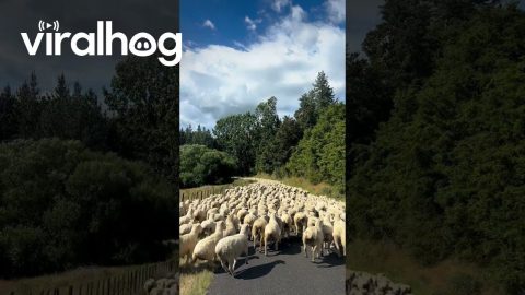 A New Zealand Traffic Jam || ViralHog