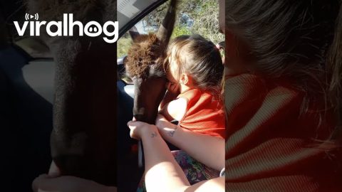 Sisters Feed Llama at Drive-Thru Reserve || ViralHog