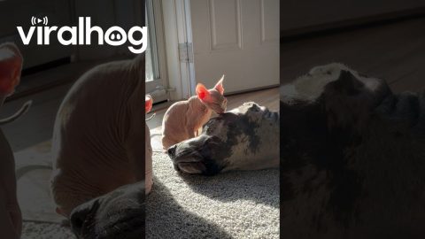Great Dane Gets a Sphynx Bath || ViralHog