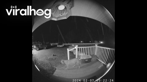 Dog Rings the Doorbell || ViralHog