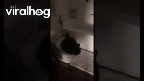 If Only She Knew How to Flush || ViralHog
