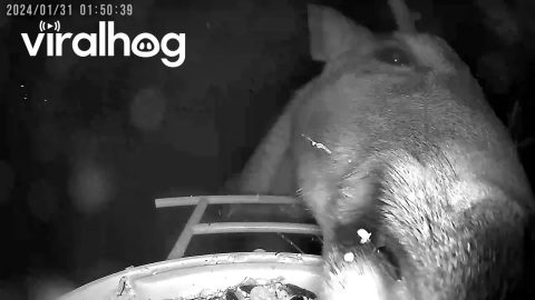 Buck Eats From Bird Feeder || ViralHog