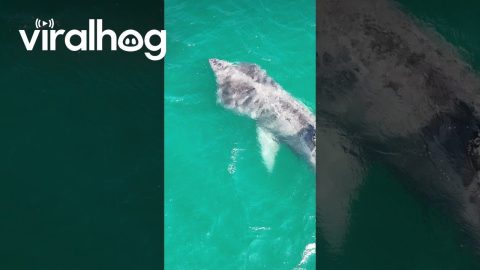 Massive Basking Shark Approaching the Beach || ViralHog