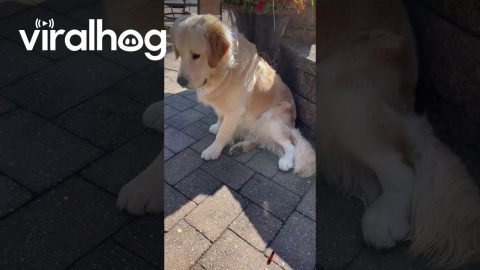 Golden Retriever Meets a Woolly Bear Caterpillar || ViralHog