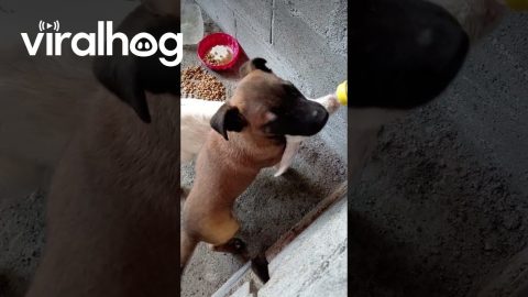 Puppy Helps Baby Goat Feed From Bottle || ViralHog