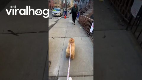 Spreading Joy One Hop at a Time || ViralHog