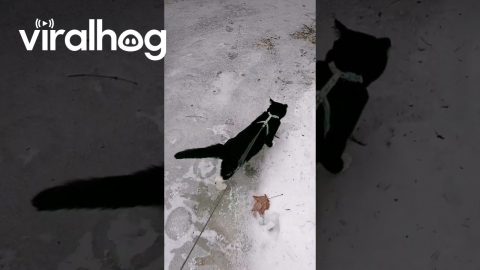 Leashed Cat Has Slippery Walk || ViralHog