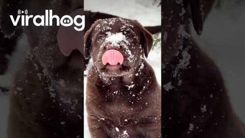 Labrador Puppies Meet Snow for the First Time || ViralHog