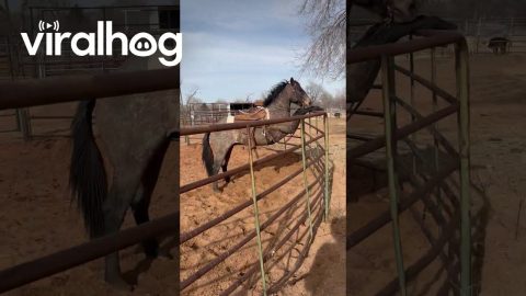 Ranch Horse Takes a Rest || ViralHog