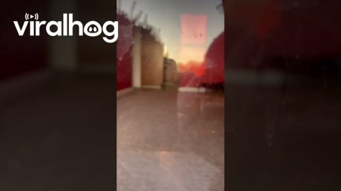 Girl Going to Answer Door Gets Caught in Dashing Dog Crossfire || ViralHog