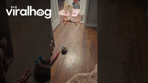 Puppy Learns to Remove Mom's Socks || ViralHog