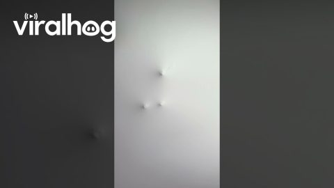 Cat Walks In The Ceiling || ViralHog