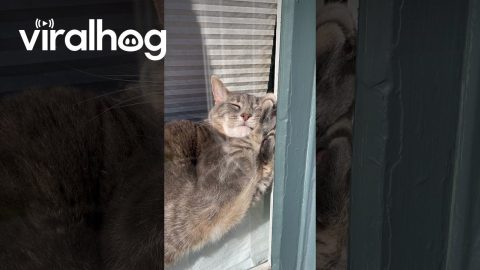 Clementine the Cat Takes Awkward Window Nap || ViralHog